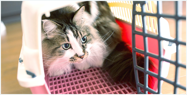 犬と猫、待合室が別々です