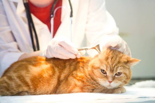 猫専用待合室・診察室があります