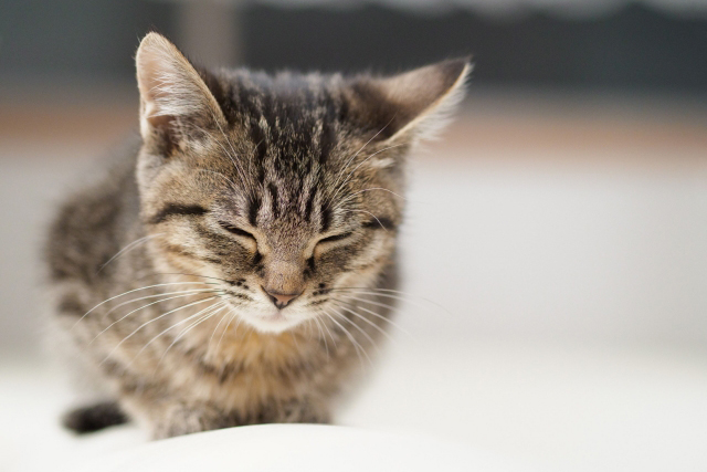 猫を連れてくるときのコツ