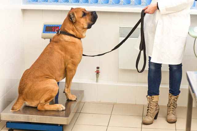 犬を連れてくるときのコツ