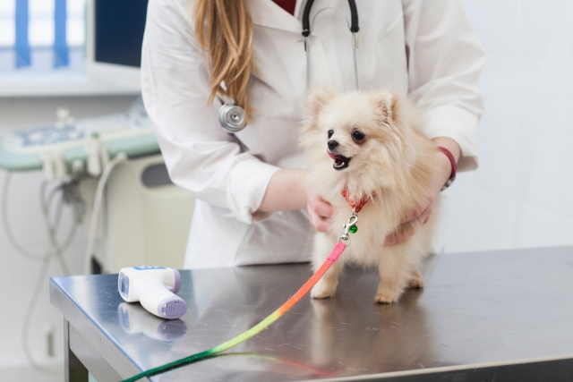 トリミング・ペットホテルでは無料で健康診断も行います