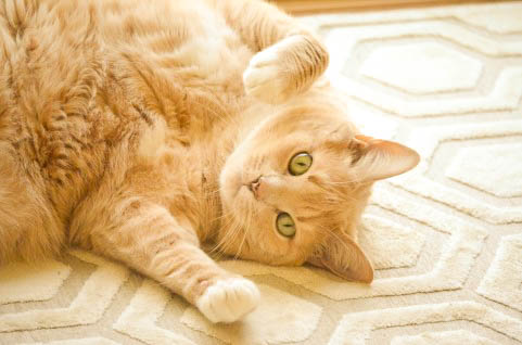 犬・猫、それぞれのお部屋をご用意