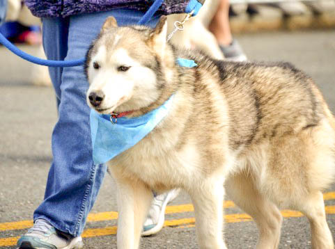 大型犬用のお部屋をご用意。